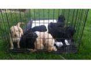 Goldendoodle Puppy for sale in Bismarck, IL, USA