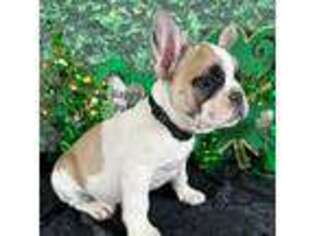 French Bulldog Puppy for sale in Wildomar, CA, USA