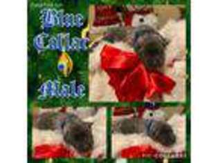 Cane Corso Puppy for sale in Penryn, CA, USA
