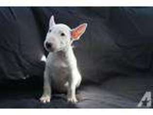 Bull Terrier Puppy for sale in SAN JOSE, CA, USA