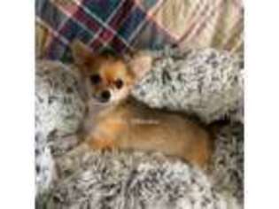 Chihuahua Puppy for sale in Farmington, NM, USA