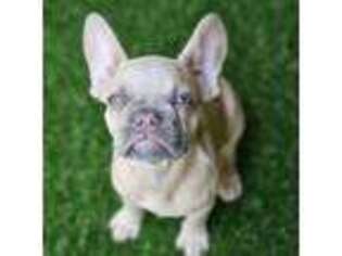 French Bulldog Puppy for sale in Eden Prairie, MN, USA