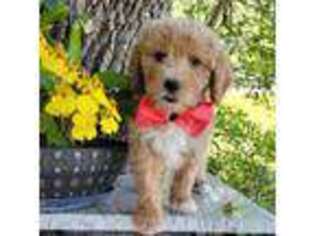 Goldendoodle Puppy for sale in Kissimmee, FL, USA