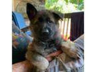 German Shepherd Dog Puppy for sale in MONROE, CT, USA