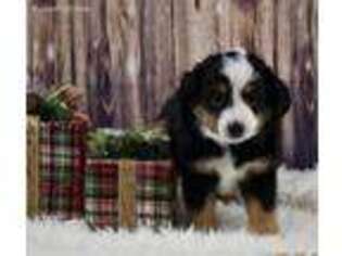 Miniature Australian Shepherd Puppy for sale in Ottumwa, IA, USA