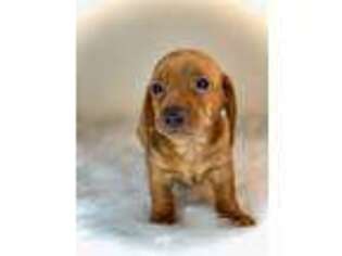 Dachshund Puppy for sale in Skiatook, OK, USA