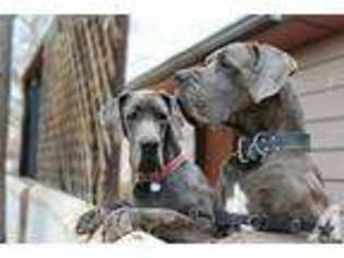 Great Dane Puppy for sale in ALBUQUERQUE, NM, USA