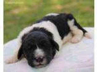 Mutt Puppy for sale in Dunnville, KY, USA