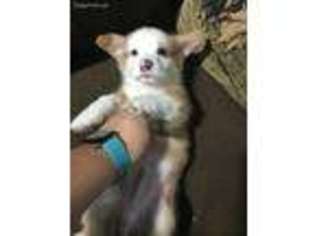 Pembroke Welsh Corgi Puppy for sale in Marksville, LA, USA