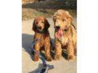 Goldendoodle Puppy for sale in Durham, NC, USA