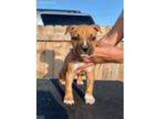 American Staffordshire Terrier Puppy for sale in Kalispell, MT, USA