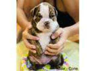 Bulldog Puppy for sale in Brandon, FL, USA