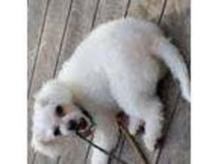 Bichon Frise Puppy for sale in Lakewood, NJ, USA