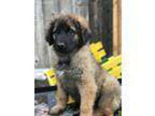 Leonberger Puppy for sale in Evergreen, CO, USA
