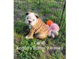Bulldog Puppy for sale in Myrtle Beach, SC, USA