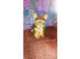 Yorkshire Terrier Puppy for sale in Vermilion, OH, USA