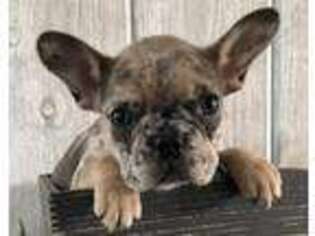 French Bulldog Puppy for sale in El Dorado, CA, USA