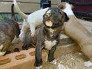 Bull Terrier Puppy for sale in Dallas, TX, USA