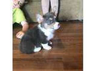 Pembroke Welsh Corgi Puppy for sale in Clinton, TN, USA