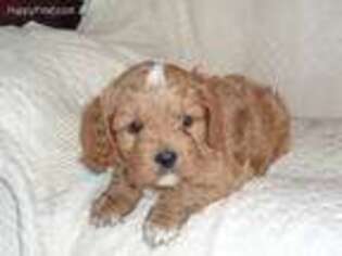 Cavapoo Puppy for sale in Neillsville, WI, USA
