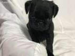 Pug Puppy for sale in Lake Forest, CA, USA