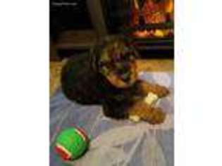 Airedale Terrier Puppy for sale in Chapel Hill, TN, USA