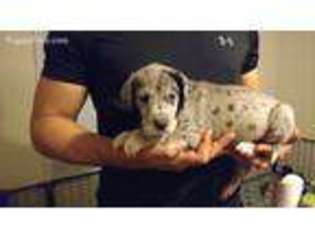 Great Dane Puppy for sale in Maysville, NC, USA