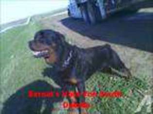 Rottweiler Puppy for sale in DELMONT, SD, USA