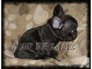 French Bulldog Puppy for sale in BRECKENRIDGE, MI, USA