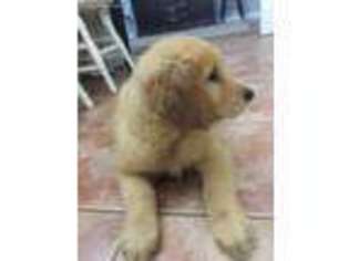 Golden Retriever Puppy for sale in Mount Olive, NC, USA