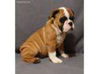 Bulldog Puppy for sale in Spring Lake, NC, USA