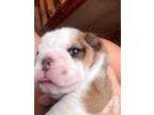 Bulldog Puppy for sale in DENTON, NC, USA