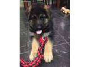 German Shepherd Dog Puppy for sale in Mobile, AL, USA