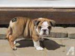 Bulldog Puppy for sale in HAMLIN, NY, USA