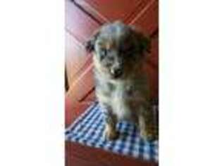 Australian Shepherd Puppy for sale in Crofton, KY, USA
