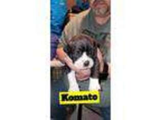 Olde English Bulldogge Puppy for sale in Mankato, KS, USA