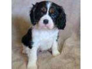 Cavalier King Charles Spaniel Puppy for sale in Round Rock, TX, USA