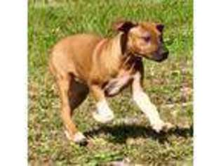 Rhodesian Ridgeback Puppy for sale in Pearisburg, VA, USA