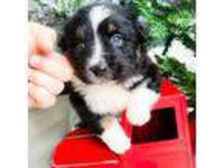 Australian Shepherd Puppy for sale in Harrisonburg, VA, USA
