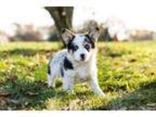 Pembroke Welsh Corgi Puppy for sale in Warsaw, IN, USA