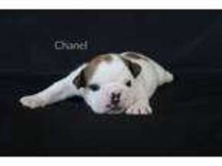 Bulldog Puppy for sale in Middlebury, IN, USA