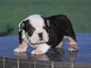 Bulldog Puppy for sale in Fyffe, AL, USA