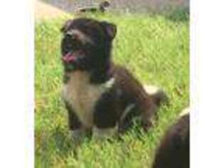 Akita Puppy for sale in Dallas, TX, USA
