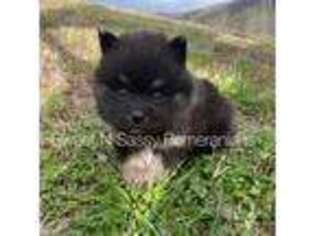 Pomeranian Puppy for sale in Trion, GA, USA