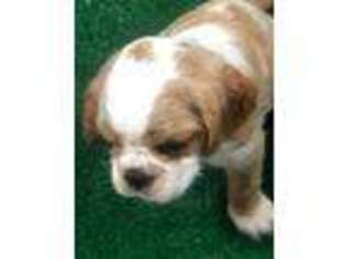 Cavalier King Charles Spaniel Puppy for sale in Spanaway, WA, USA