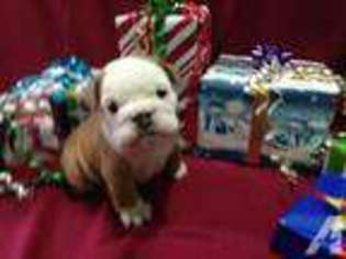 Bulldog Puppy for sale in MAYVILLE, MI, USA