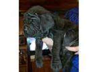 Neapolitan Mastiff Puppy for sale in Paola, KS, USA