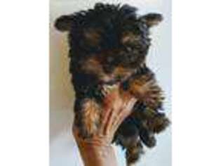 Chorkie Puppy for sale in Greeneville, TN, USA