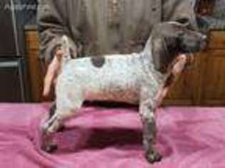 German Shorthaired Pointer Puppy for sale in Forsyth, GA, USA