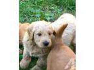 Mutt Puppy for sale in LAKE CLEAR, NY, USA